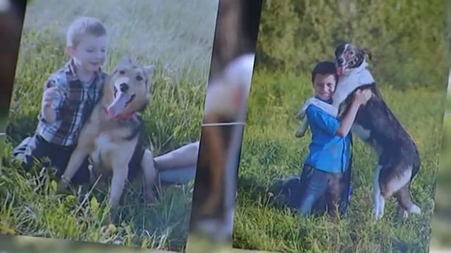 «День помощи бездомным животным» прошёл на Скитских смотреть онлайн