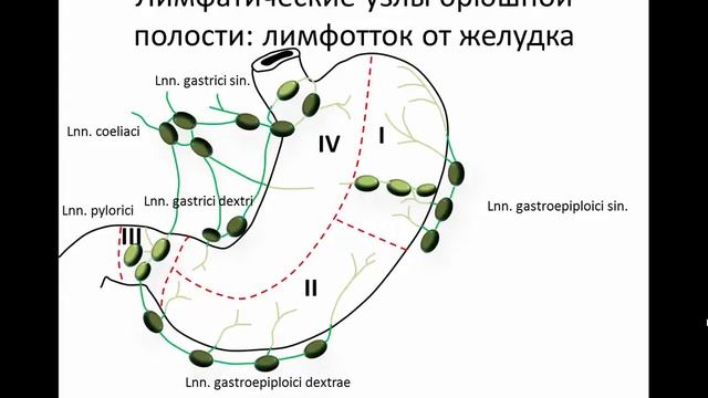Лимфатические узлы брюшной полости и таза смотреть онлайн