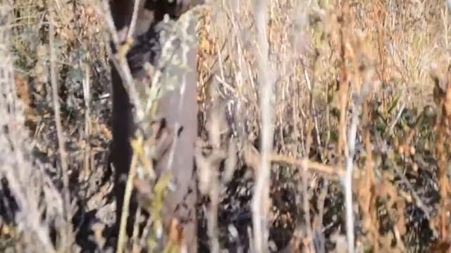 Горы похожие на пирамиды. Башкирия. Мелеуз. смотреть онлайн