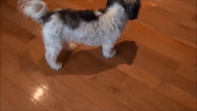 Adult Havanese Female named Azriel смотреть онлайн