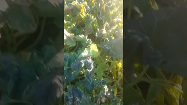 Чудо овощ крукнек смотреть онлайн
