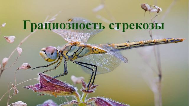 Притча о женщине смотреть онлайн