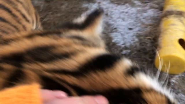 С Новым годом , Тигры !Happy New Year ,Tigers !) смотреть онлайн