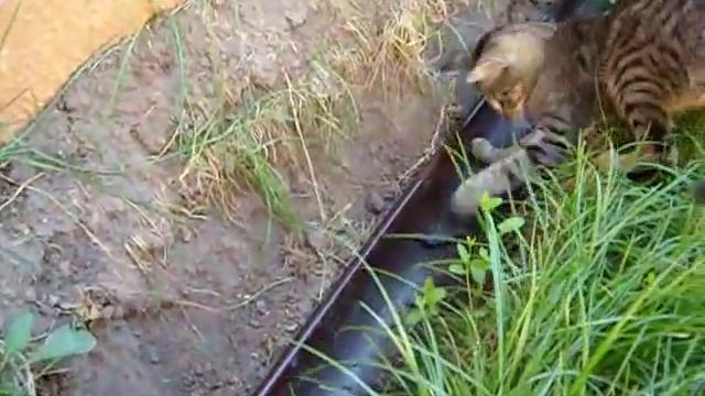 Kitty plays with LIVE! squeaky mouse смотреть онлайн