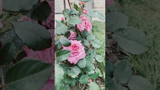 Чайно-гибридная роза Эшли(Evers 2013) #садовод #rose #цветениероз #моирозы #ashley #чайногибридные смотреть онлайн