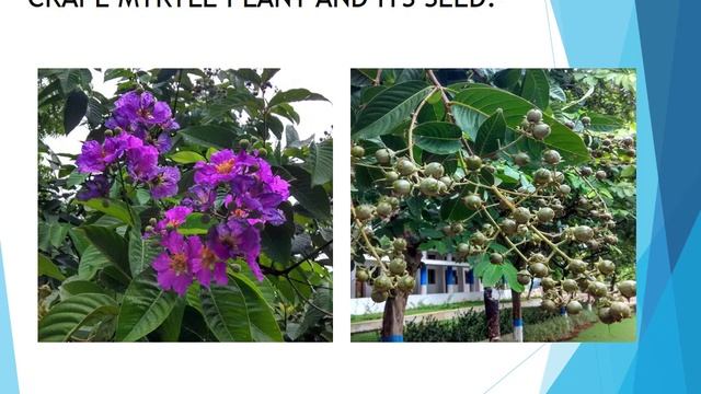 Influence of Lagerstroemia Speciosa L. Seed Powder on Removal of Fluoride In Aqueous Solution смотреть онлайн