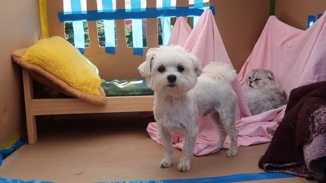 24 ЧАСА В ЗВЕРОЛАГЕРЕ | БИЛЛИ УКРАЛИ!!! смотреть онлайн