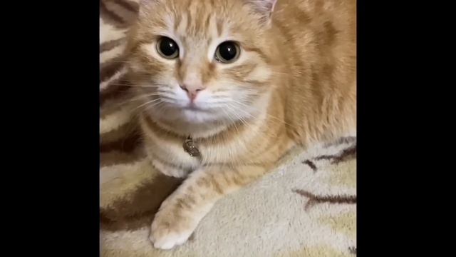 ХОТЕЛИ В ТАЙЛАНД, А ХВАТИЛО НА САРДЕЛЬКИ😂 ПИРАТСКАЯ ЖИЗНЬ. смотреть онлайн