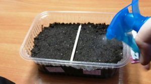 Выращивание наперстянки из семян. Посев семян наперстянки на рассаду. Часть 1