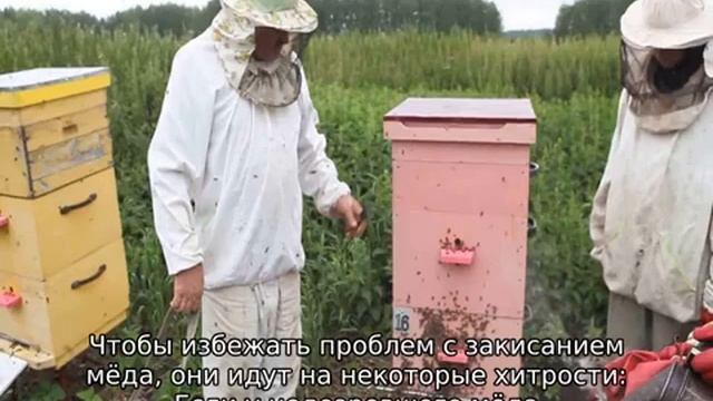 Почему пчелы не запечатывают мед хотя рамки полные смотреть онлайн