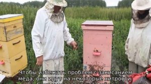 Почему пчелы не запечатывают мед хотя рамки полные