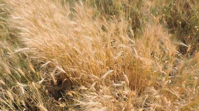 Канадская пшеница Толедо, сравнение с обычным сортом пшеницы смотреть онлайн