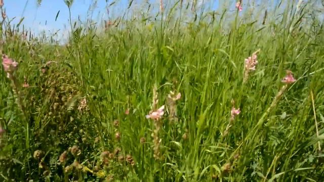 Профессор В.Г. Васин: Результаты опытов лаборатории "Корма" - это прорыв для животноводов... смотреть онлайн