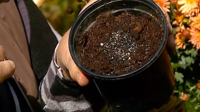 Садовые истории о хризантеме смотреть онлайн