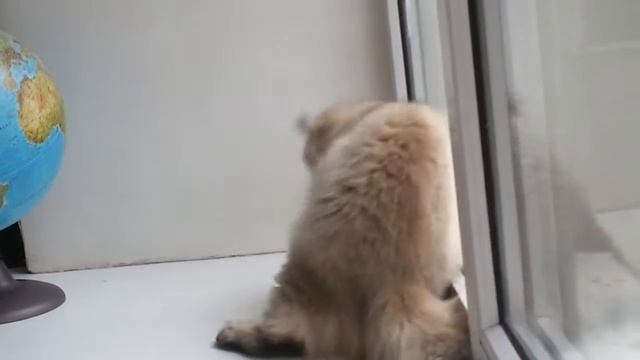 Золотой британский котенок (длинношерстный) смотреть онлайн