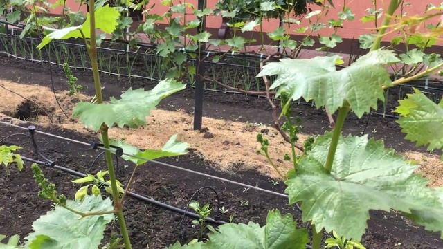 Нормирование побегов винограда