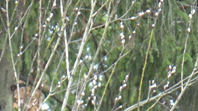 Весна сегодня. смотреть онлайн