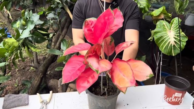 2 EASY WAYS OF PROPAGATING AGLAONEMA | CHINESE EVERGREEN PROPAGATION
