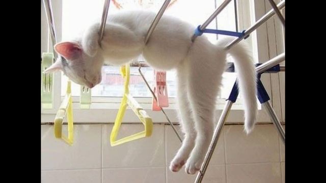 Сладкие кошачьи сны смотреть онлайн