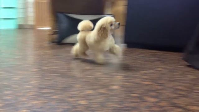 Our toy puppy girl Yamit Muskat Tauro Million Dollars Baby смотреть онлайн