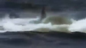 Хищник Касатка машина убийцы касатка и морской лев противостояние