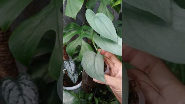 Scindapsus platinum super | Fazza Nursery - popular plants смотреть онлайн