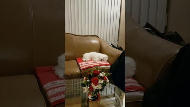 Kong with music- Coton de tulear смотреть онлайн