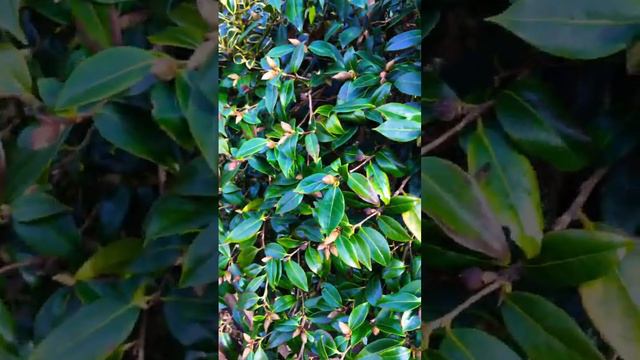 What A Healthy Camellia Looks Like!!