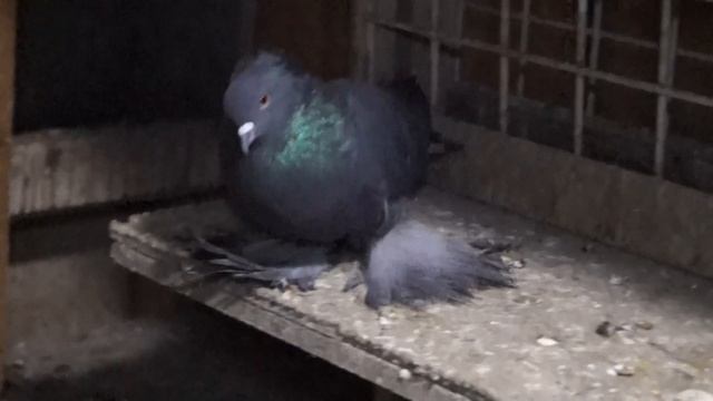 ТОРКУТЫ. НОВЫЕ ГОЛУБИ У ОТЦА#голуби#голубеводство#pigeons#tauben#loft