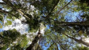 Шум леса, щебет птиц и Тета-волны 4 Гц / Музыка для медитации