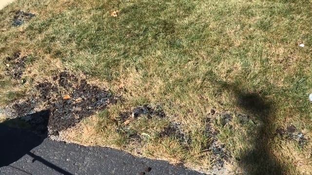 Why to De-Thatch for Better Aeration Results with Grass Seed / Overseeding? (LAWN CARE) смотреть онлайн