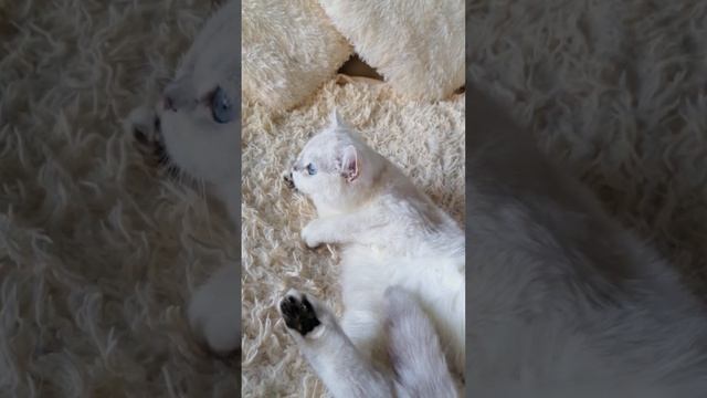 шиншилла поинт котик на продажу смотреть онлайн