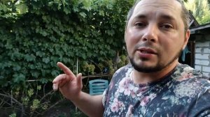 ВИНОГРАД ПРЕОБРАЖЕНИЕ ОСОБЕННОСТИ ВЫРАЩИВАНИЯ В СРЕДНЕЙ ПОЛОСЕ