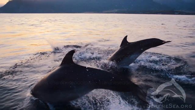 Serene Sea | Черноморские афалины | Центр «Безмятежное Море» смотреть онлайн