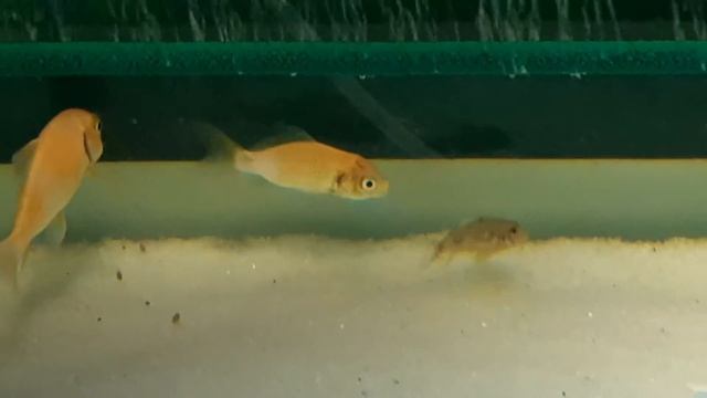 Карпы кои в аквариуме 51 день 6 день при температуре 29°С без света корма и с добавлением синьки смотреть онлайн