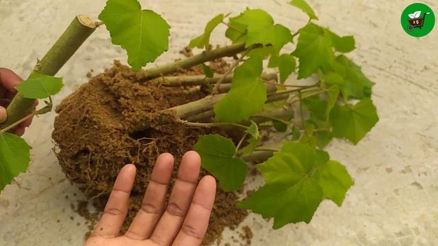 How to propagate Confederate Rose/Hibiscus Mutabilis from cuttings easy method смотреть онлайн