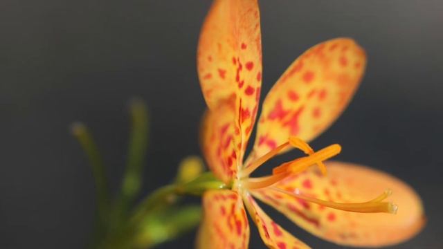 {Flower Cafe. 49} Belamcanda chinensis in SINGAPORE / Hovering Thoughts, Spence смотреть онлайн