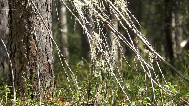 В лес на 2 дня: Ремонт и Жизнь в таежной Избе / Вернулись после зимы / 4К смотреть онлайн