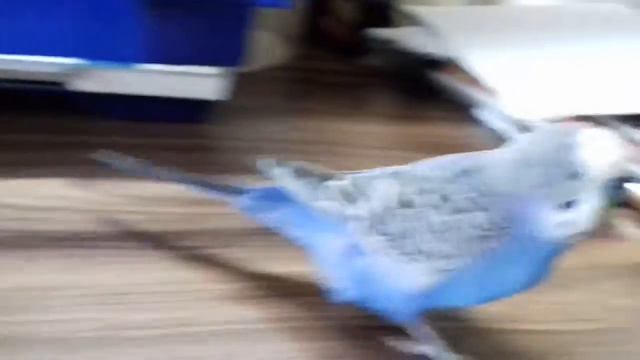 Кеша красавчик! смотреть онлайн