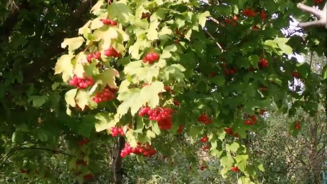 Леонід Нечипорук ,,Мамина калина,, слова Тетяни Іванчук смотреть онлайн