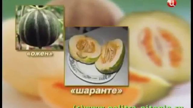 Дыня и ее польза смотреть онлайн