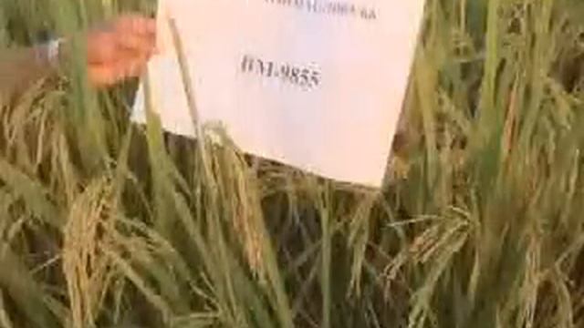 Hope for upland rice farmers in Nepal смотреть онлайн