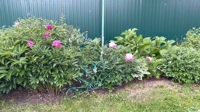 Пионы 2023 перед дождём смотреть онлайн