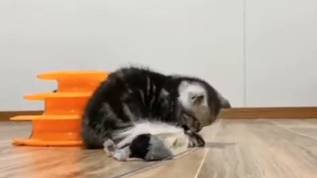 Жадный и смешной😻 КОТЁНОК не хочет делиться игрушками!😅 смотреть онлайн