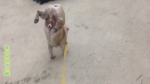 Собаки писают на передних лапах.