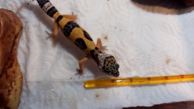 Геккон охотится