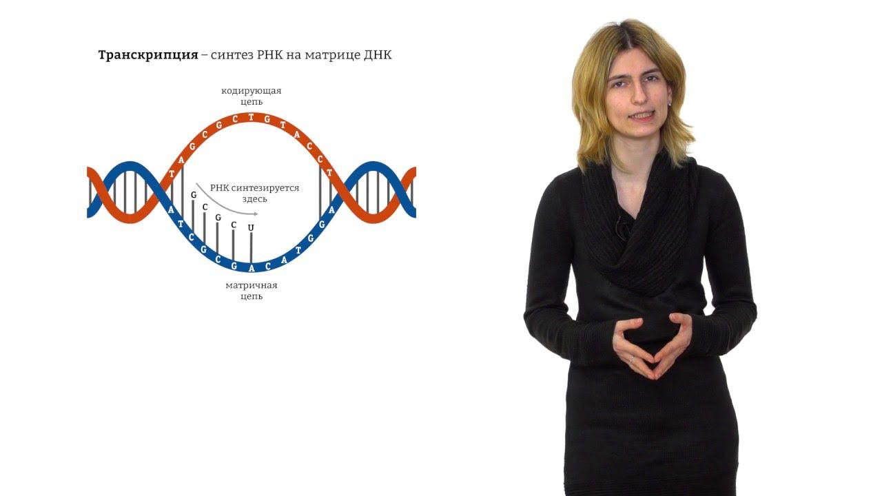1. Строение нуклеиновых кислот. Решение генетических задач 9 - 11 класс смотреть онлайн