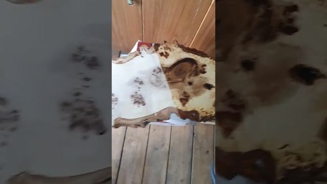Тополь черный горный с капом смотреть онлайн