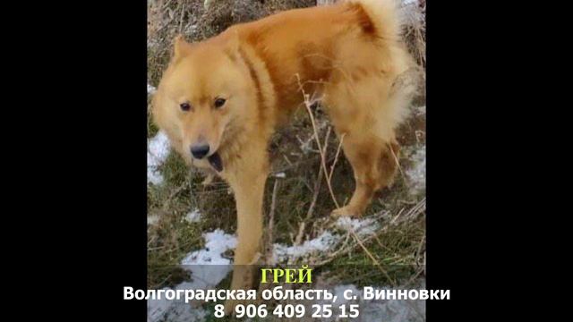 Пропала собака! ГРЕЙ. Лайка. Волгоградская область, с. Винновки смотреть онлайн
