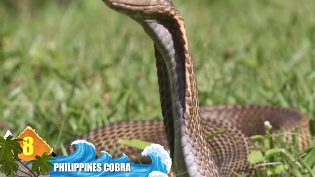 Striking Facts About King Cobra Snakes смотреть онлайн